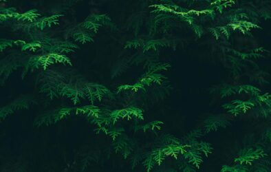 pexels-oleksandr-tiupa-53788-192136